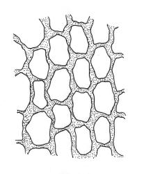 Sematophyllum uncinatum, exothecial cells. Drawn from V.D. Zotov s.n., 3 Dec. 1933, CHR 9124.
 Image: R.C. Wagstaff © Landcare Research 2016 